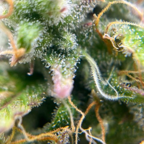 Berta growlog timeline photo