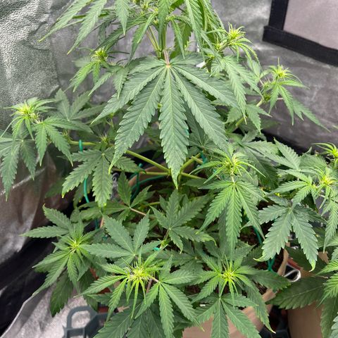 Berta growlog photo: Auch hier n Ticken zu spät gegossen 