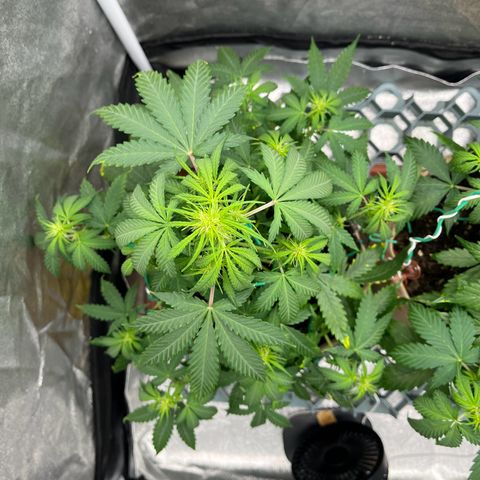 Berta growlog photo: Auch hier n Ticken zu spät gegossen 