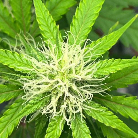 Berta growlog timeline photo