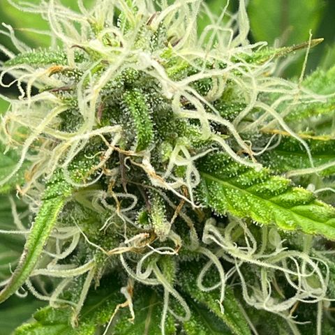 Berta growlog photo: Ich glaube es herbstet etwas im Garten 