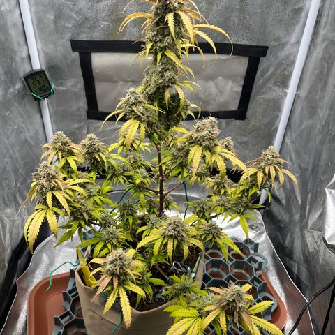 Berta growlog timeline photo