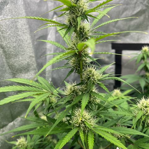 Berta growlog timeline photo