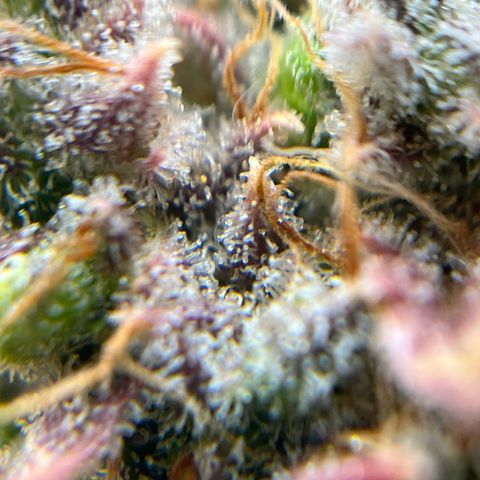 Berta growlog timeline photo
