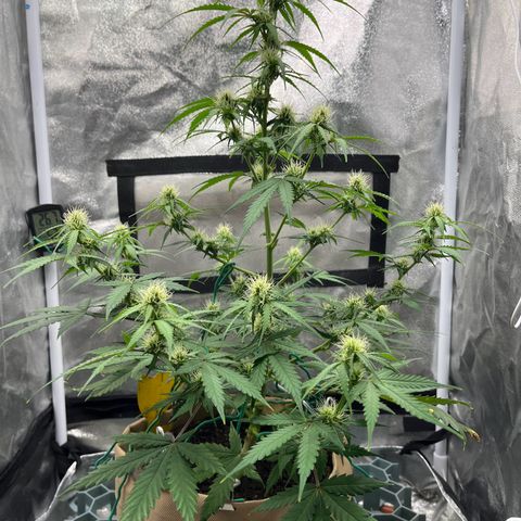 Berta growlog photo: Nach dem Beschneiden 