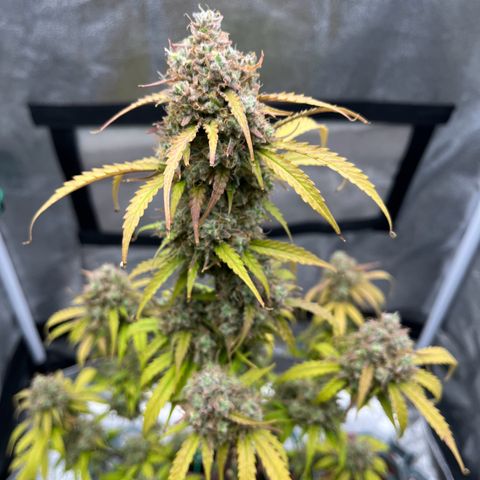 Berta growlog timeline photo