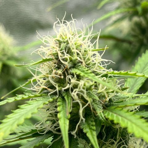 Berta growlog photo: Erste braune Härchen 