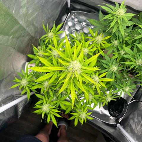 Berta growlog timeline photo