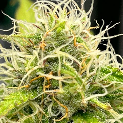 Berta growlog timeline photo