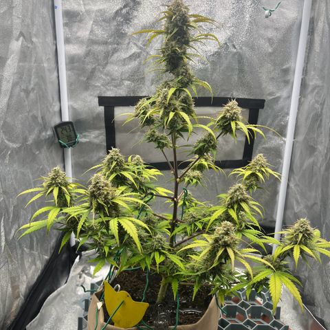 Berta growlog timeline photo