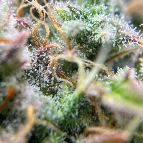 Berta growlog timeline photo