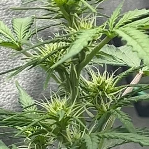 Berta growlog timeline photo