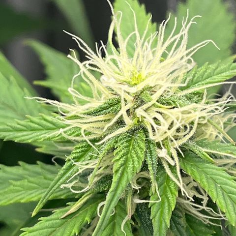 Berta growlog photo: Ich glaube es herbstet etwas im Garten 