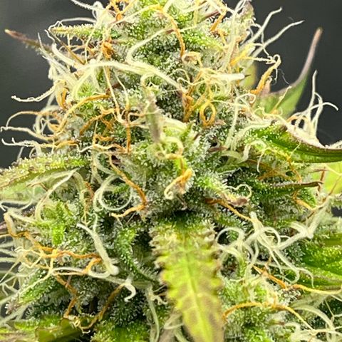 Berta growlog timeline photo