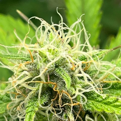 Berta growlog timeline photo