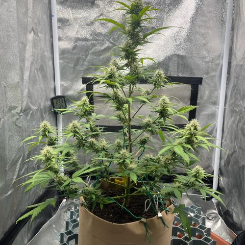 Berta growlog timeline photo