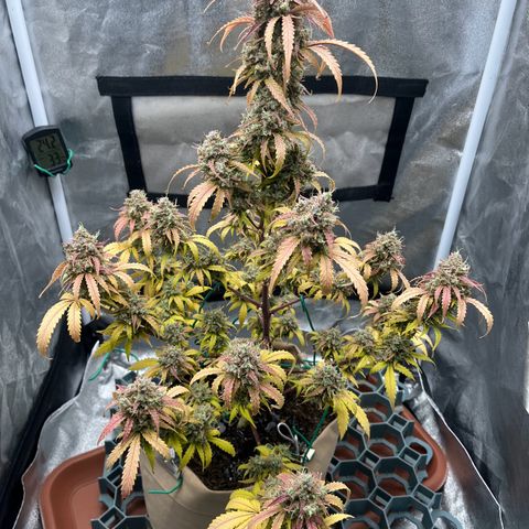 Berta growlog timeline photo