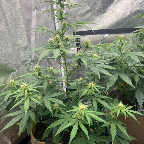 Berta growlog timeline photo
