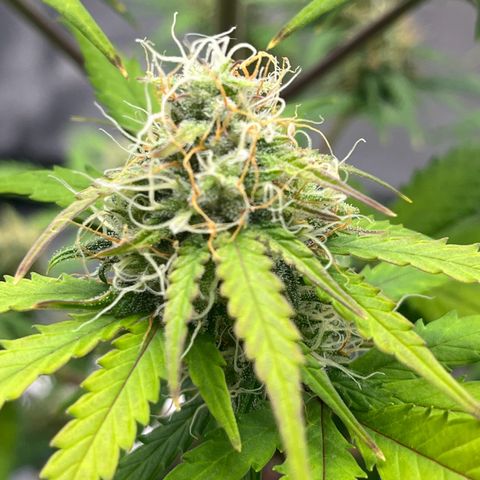 Berta growlog timeline photo