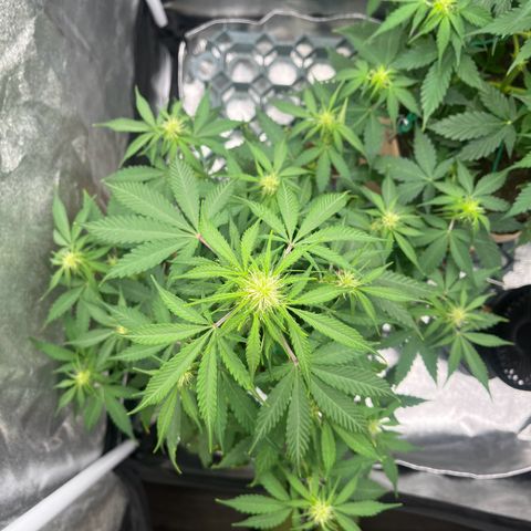 Berta growlog timeline photo