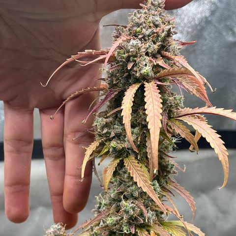 Berta growlog timeline photo
