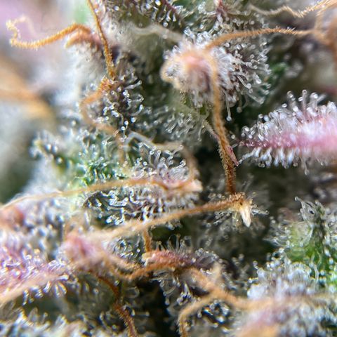 Berta growlog timeline photo