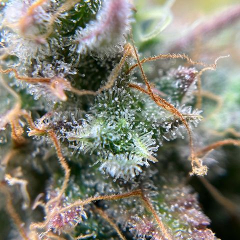 Berta growlog timeline photo