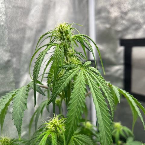 Berta growlog photo: Sie war schon etwas durstig am abends gegen 20:30 uhr 