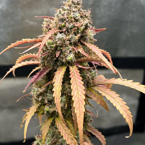 Berta growlog timeline photo