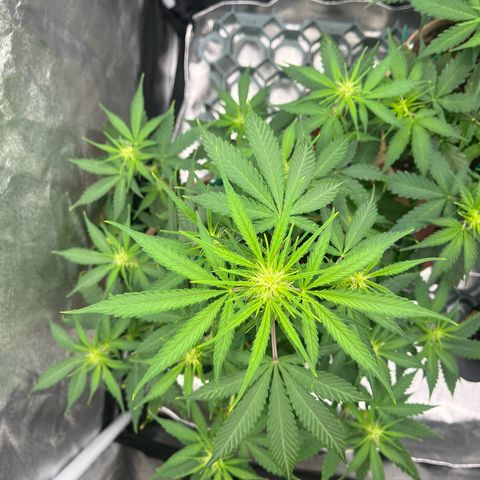Berta growlog timeline photo