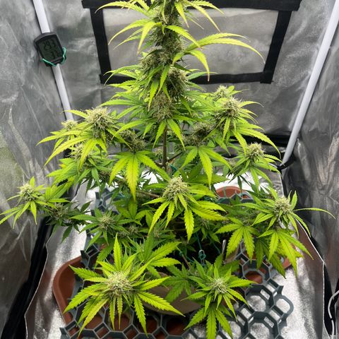 Berta growlog timeline photo