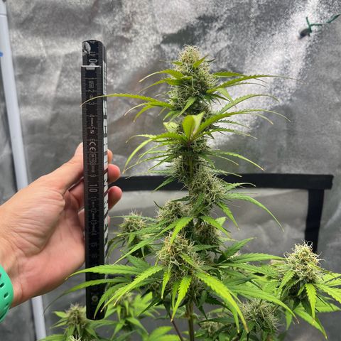 Berta growlog timeline photo