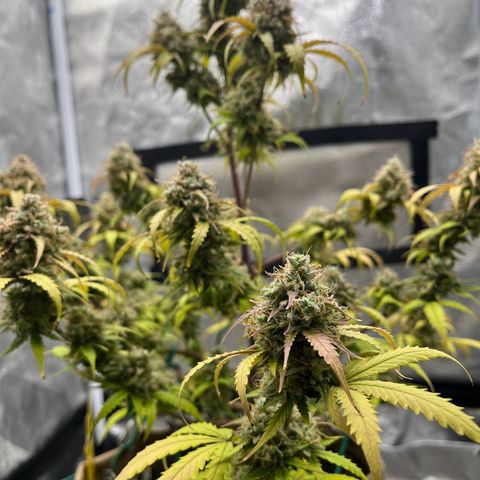 Berta growlog timeline photo