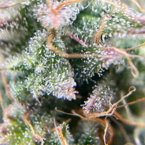 Berta growlog timeline photo