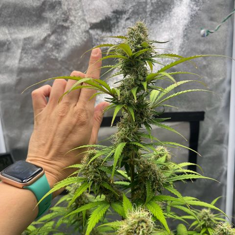 Berta growlog timeline photo