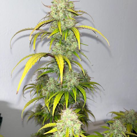 Berta growlog timeline photo