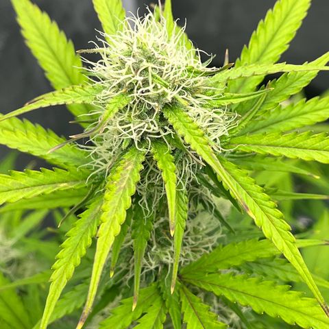 Berta growlog photo: Ich glaube es herbstet etwas im Garten 