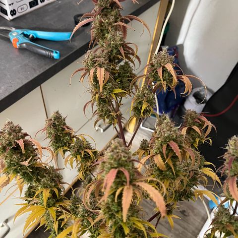 Berta growlog timeline photo