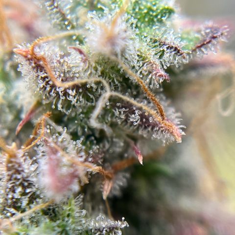 Berta growlog timeline photo
