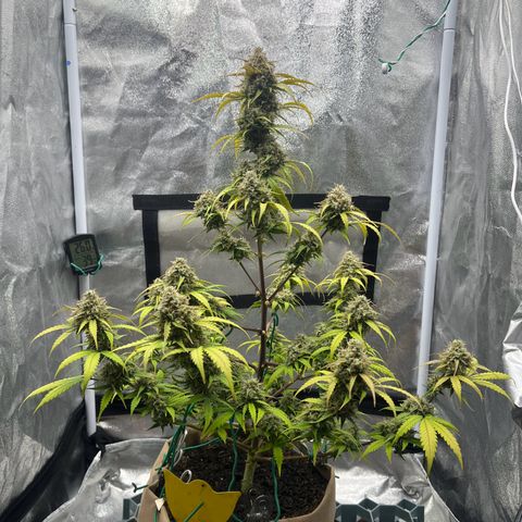 Berta growlog timeline photo