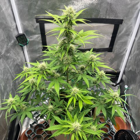 Berta growlog timeline photo