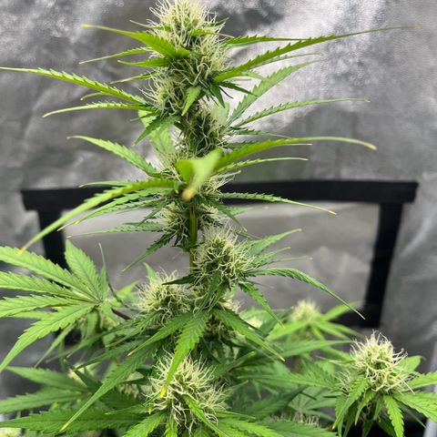 Berta growlog timeline photo