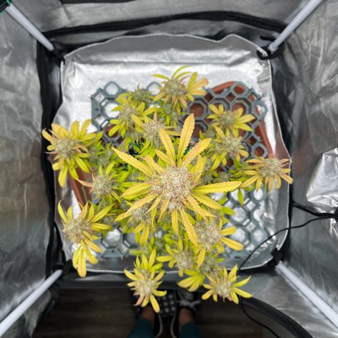 Berta growlog timeline photo