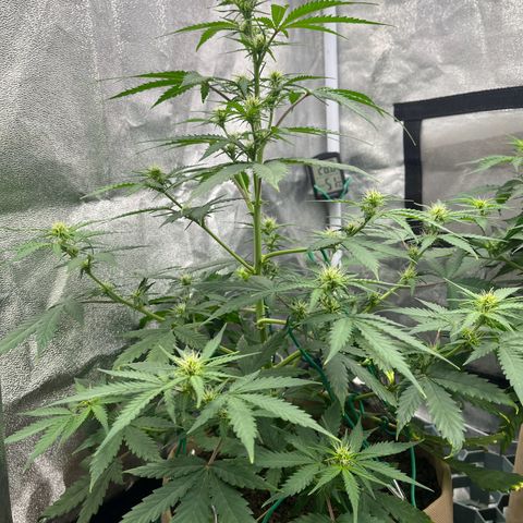 Berta growlog timeline photo