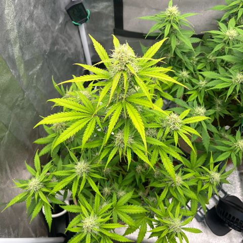 Berta growlog timeline photo