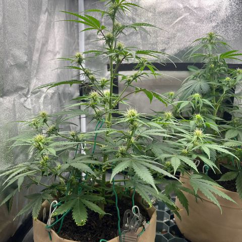 Berta growlog timeline photo