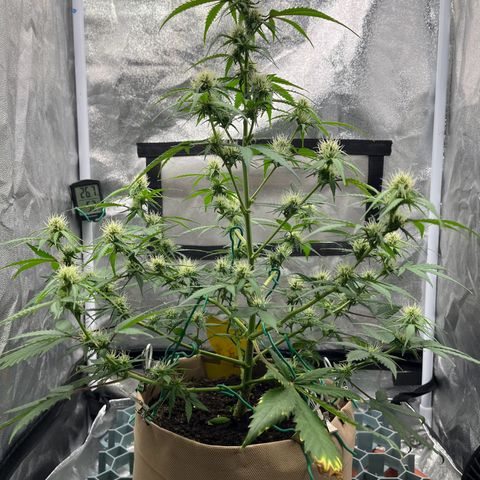 Berta growlog photo: Nach dem Beschneiden 