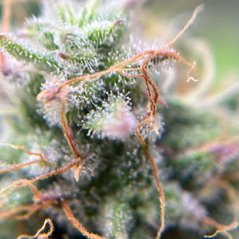 Berta growlog timeline photo