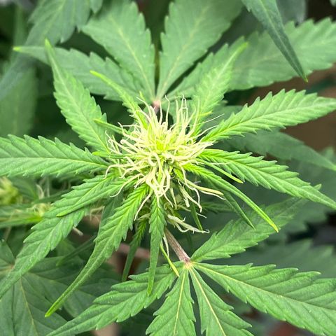 Berta growlog timeline photo