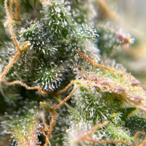 Berta growlog timeline photo